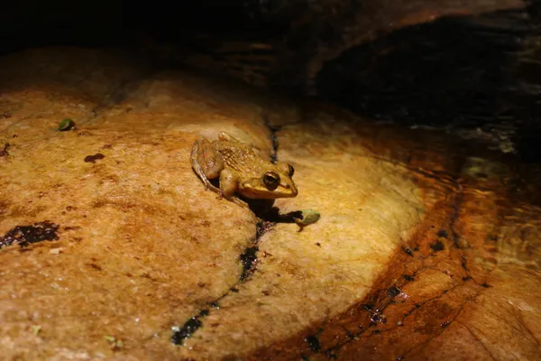 Amphibious Thoughts thumbnail