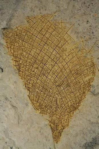 Diagonella cyathiformis