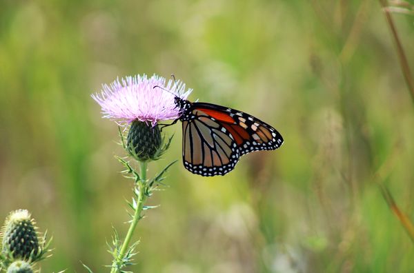 Monarch butterfly rests on thistle thumbnail
