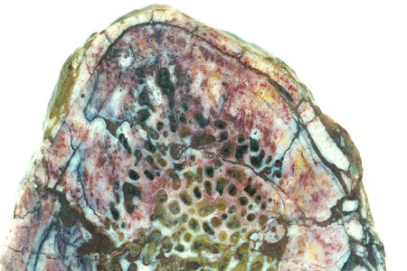 This 195-million-year-old rib bone may still have bits of protein clinging to its crevices.
