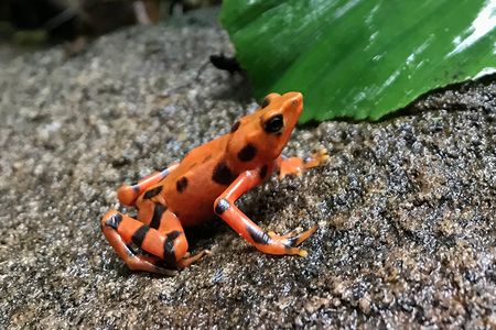 Once common along highland streams in Costa Rica and western Panama, the variable harlequin frog, Atelopus varius, is now endangered throughout its range, thanks in large part to a disease caused by the amphibian chytrid fungus.