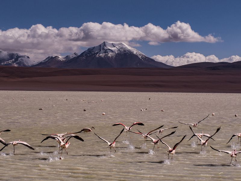 Flamingos on the Salt Flats Smithsonian Photo Contest Smithsonian