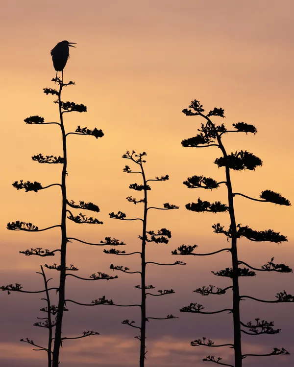 Agave Heron thumbnail