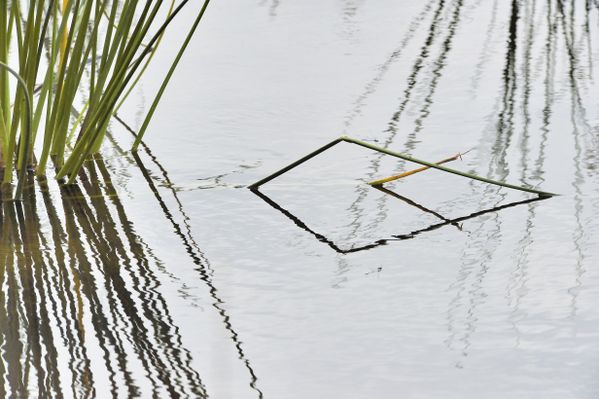 Nature's geometry thumbnail