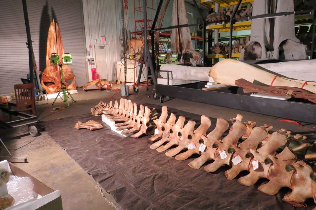 Whale vertebrae on the floor of a warehouse.