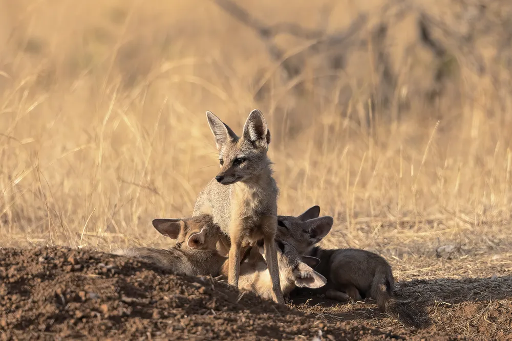 Indian Fox pups take their first cautious steps outside the security of their den. In the fading light of the savannah, one young fox watches the horizon, while its littermates huddle close, relying on each other for warmth and comfort after a day spent underground.