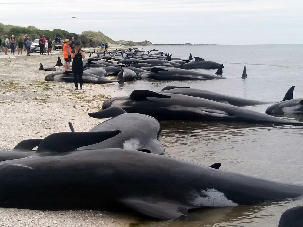 pilot whales