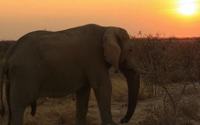 A male elephant at Etosha National Park in Namibia