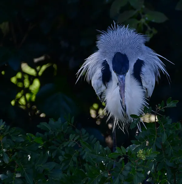 Cocoi heron rousing it's feathers thumbnail