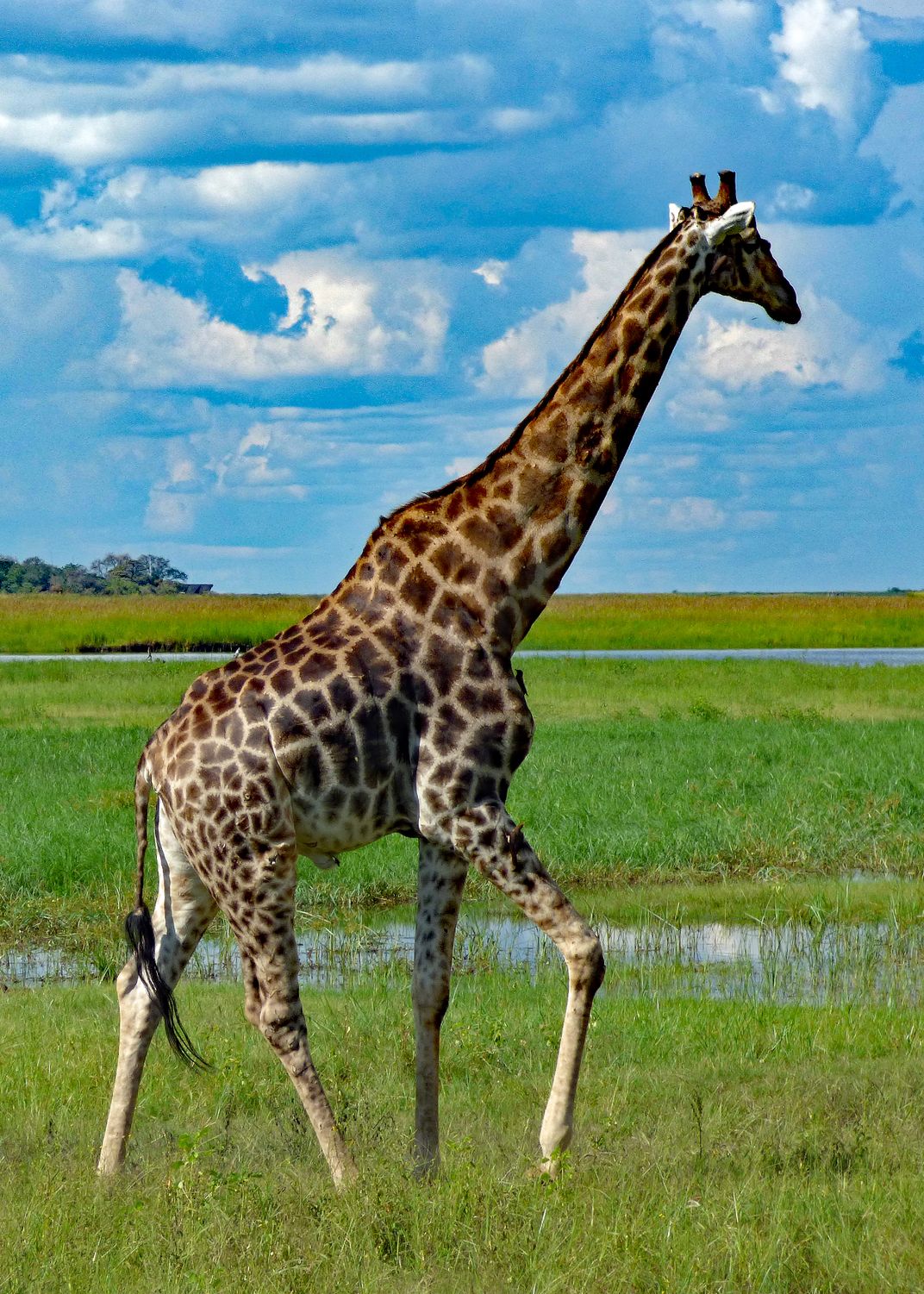 GIRAFFE IN MOTION Smithsonian Photo Contest Smithsonian Magazine