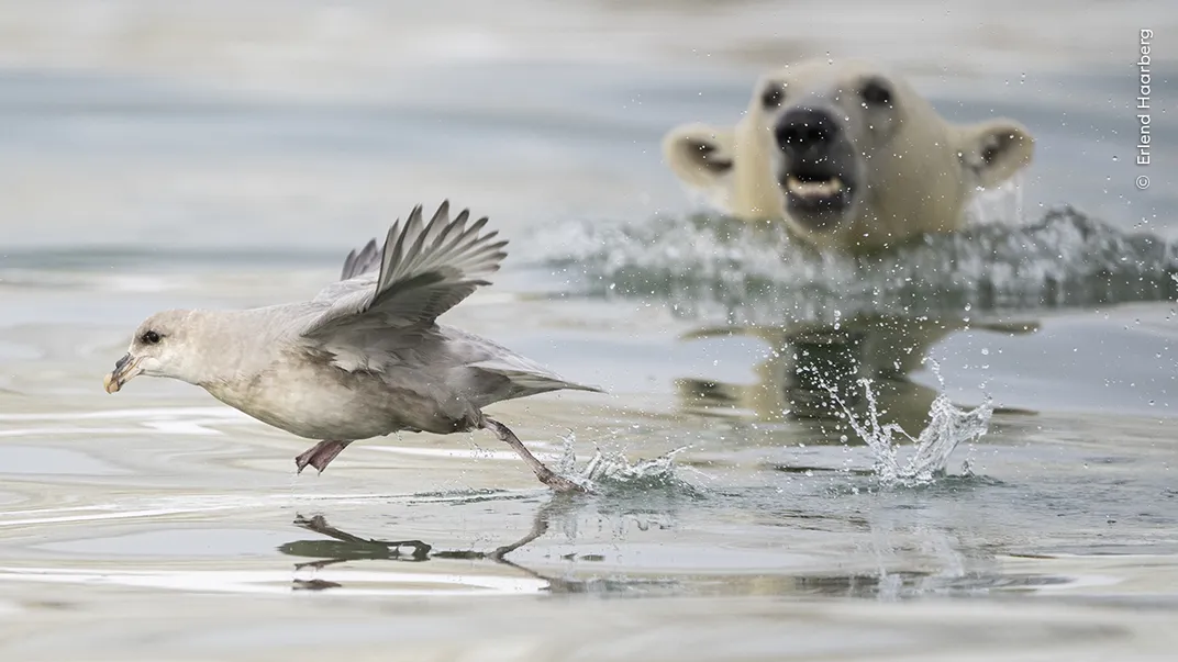 a bird like a seagull escapes over the surface of the water as a polar bear cub pops its head up behind