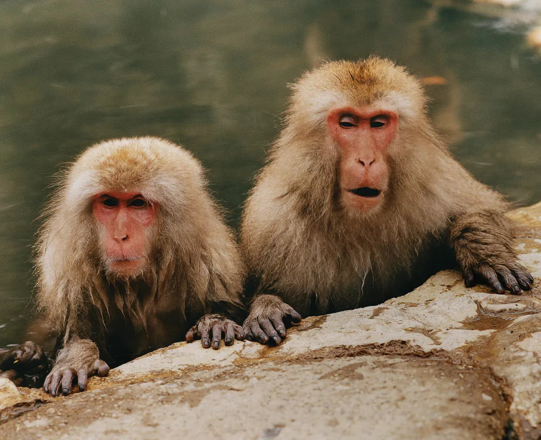 two japanese macaques