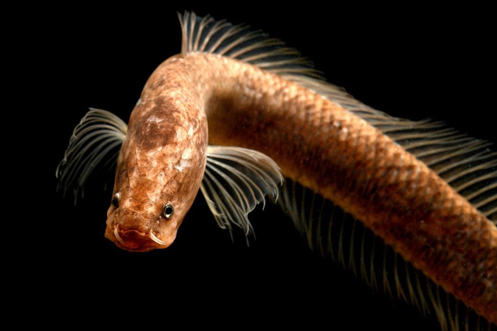 A close-up photo of the Gollum snakehead on a black background