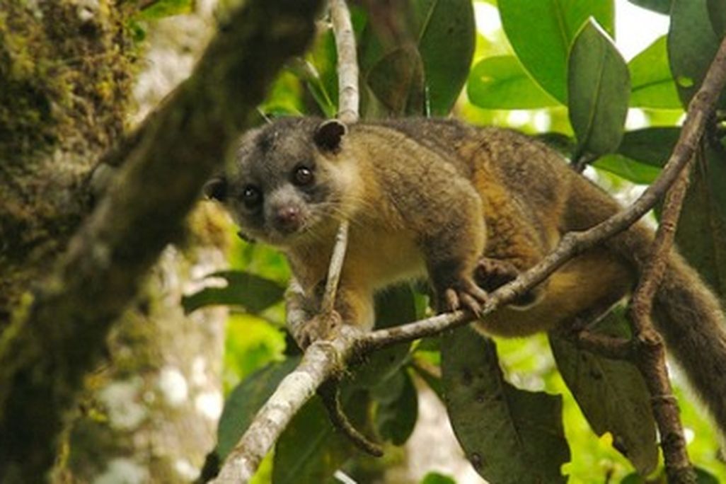 A kinkajou in Costa Rica