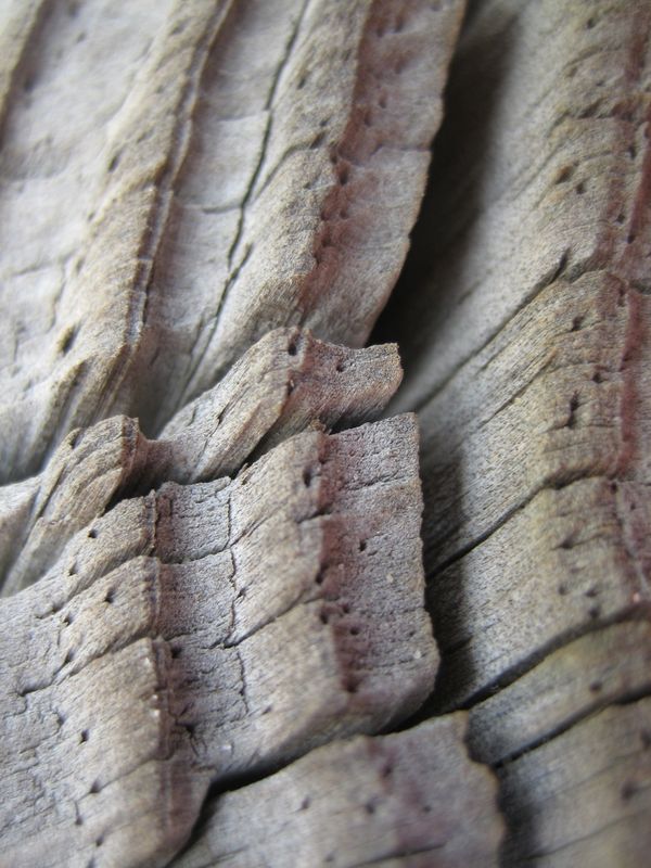 Digital Macro image of drift wood. thumbnail