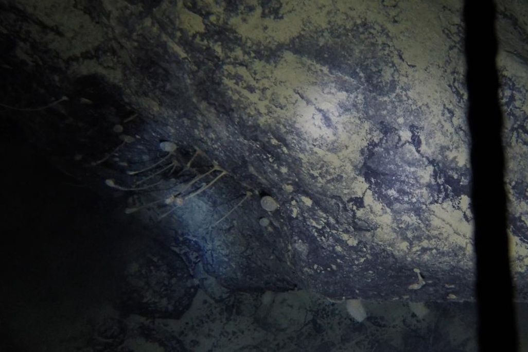 A boulder underwater has thin sponges growing off of it 
