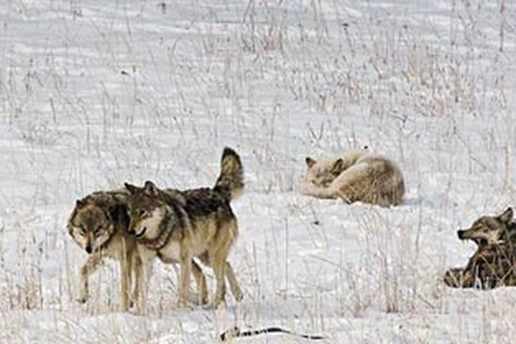 Wolves in the northern Rockies
