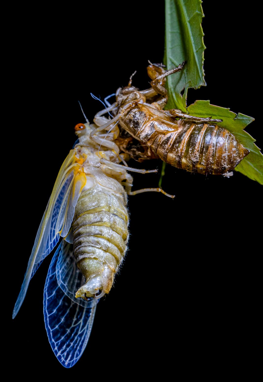 2021 Brood X Cicada emergence  Smithsonian Photo Contest  Smithsonian 