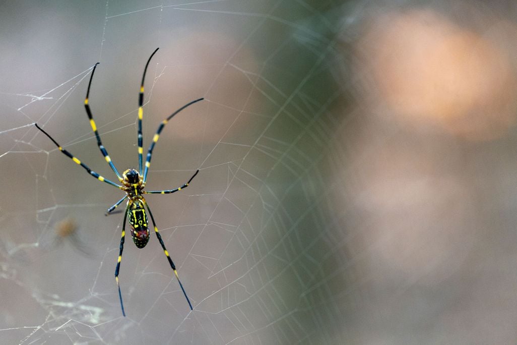 A close-up of a bright yellow and black Joro spider, hanging in its golden web.