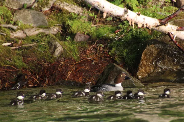 Golden Eye duck with her black and white spotted chicks on the shores of Woman Lake, Hackensack, MN thumbnail