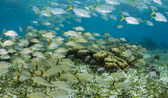 Schools of snappers, grunts and jacks on a seagrass plain at Hol Chan marine reserve, Belize. (Pete Oxford, International League of Conservation Photographers) 

