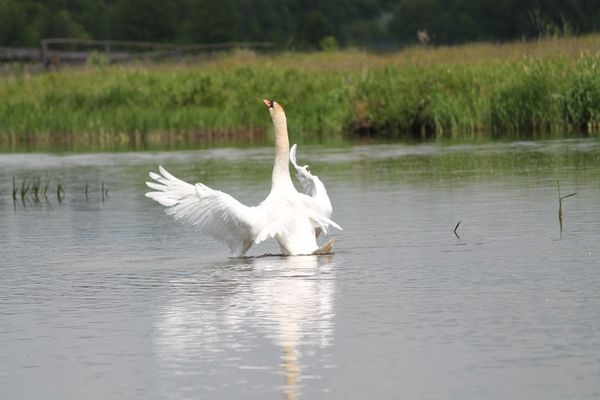 beautiful white swan washing wings in the river flow thumbnail