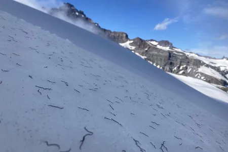 Ice worms spend most of the day burrowing their way through the cold, dark interior of the glacier, coming to the surface only in the afternoon to feed on algae and bacteria.