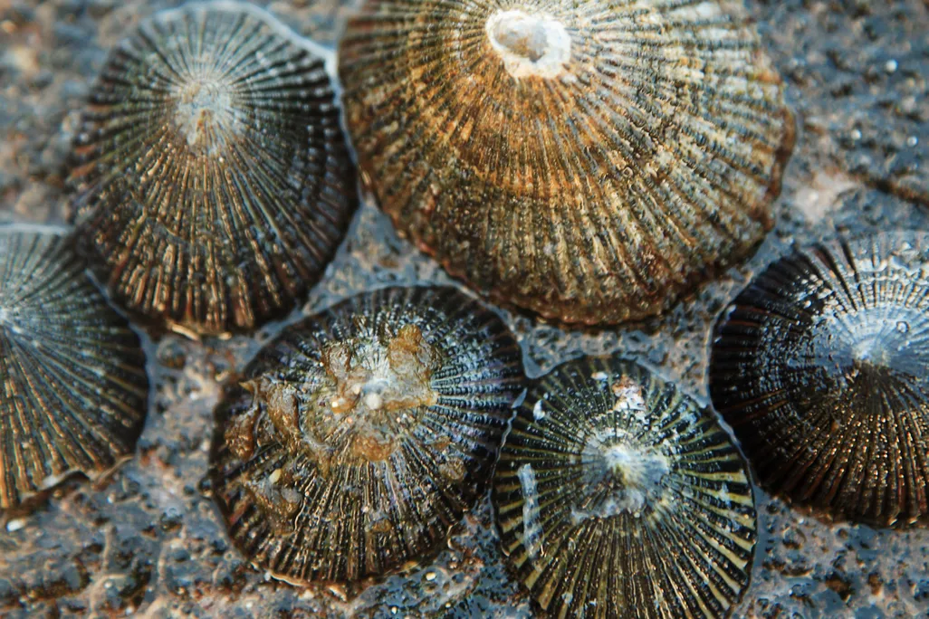 limpet