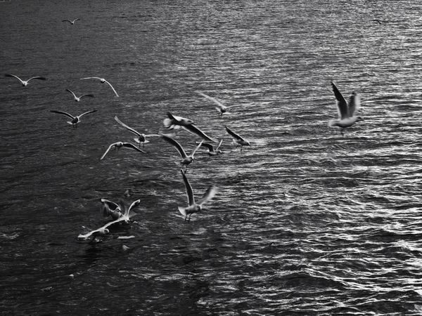 Seagulls Diving for Food Over the Sea thumbnail