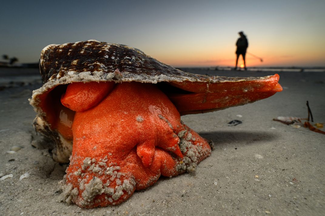 A Florida horse conch extends its large orange foot to creep along the seashore on Sanibel Island. The large sea snail, whose range extends from North Carolina to Mexico’s Yucatán Peninsula, is a carnivore that feeds on smaller mollusks. It uses its foot