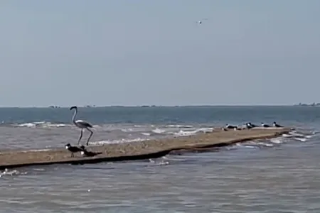 The flamingo&nbsp;in Cox Bay near Port Lavaca, Texas.&nbsp;
