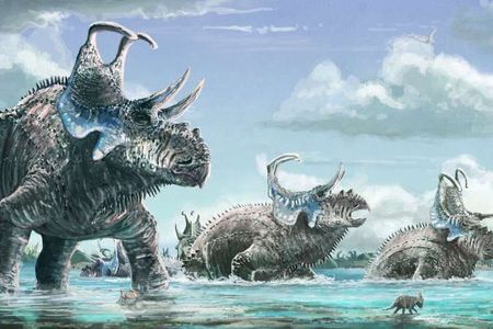 An artists' rendering of Machairoceratops cronusi, or "bent sword face." Machairoceratops was found in 77-million-year-old rock in southern Utah.