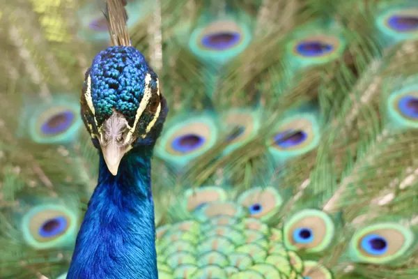Peacock close up thumbnail