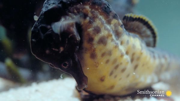 Preview thumbnail for Watch a Male Seahorse Give Birth to Hundreds of Babies