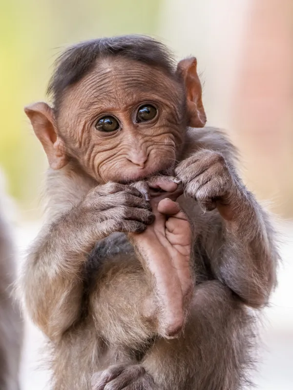 Bonnet macaques are very social animals, and they communicate in a different range of facial expressions.