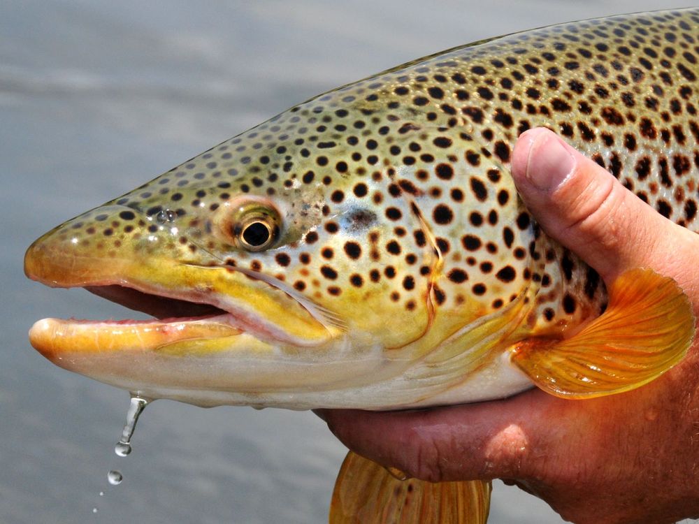 Brown trout