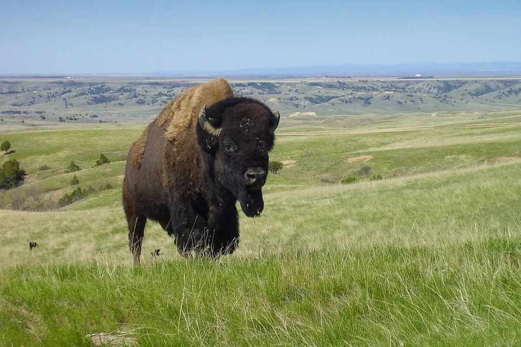 Bison