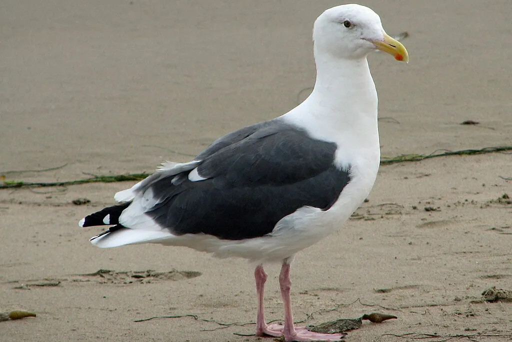 Western gull standing on beach