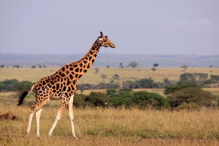 Using their elongated necks just right, giraffes can stay cool on the steamy savannah