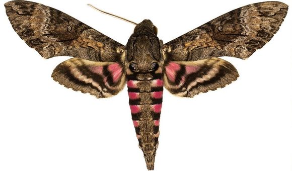 The National Museum of Natural History’s Lepidoptera collection holds up to half of the world's species of hawk moths, important pollinators for many wild ecosystems. There are over 1450 species of hawk moths in total on Earth. (Smithsonian)