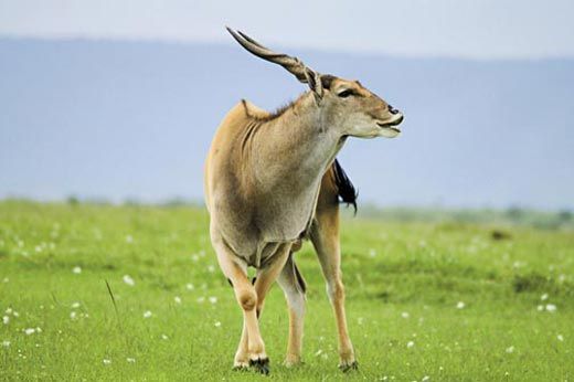 An Eland Antelope