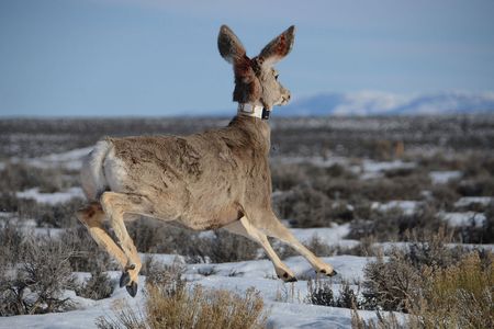 A newly collared mule deer is released onto its winter range.