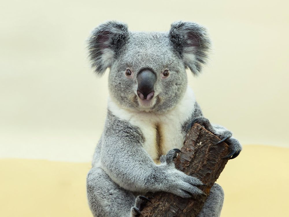 koala.jpg