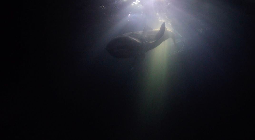 A view from below of a shark swimming in darks water.