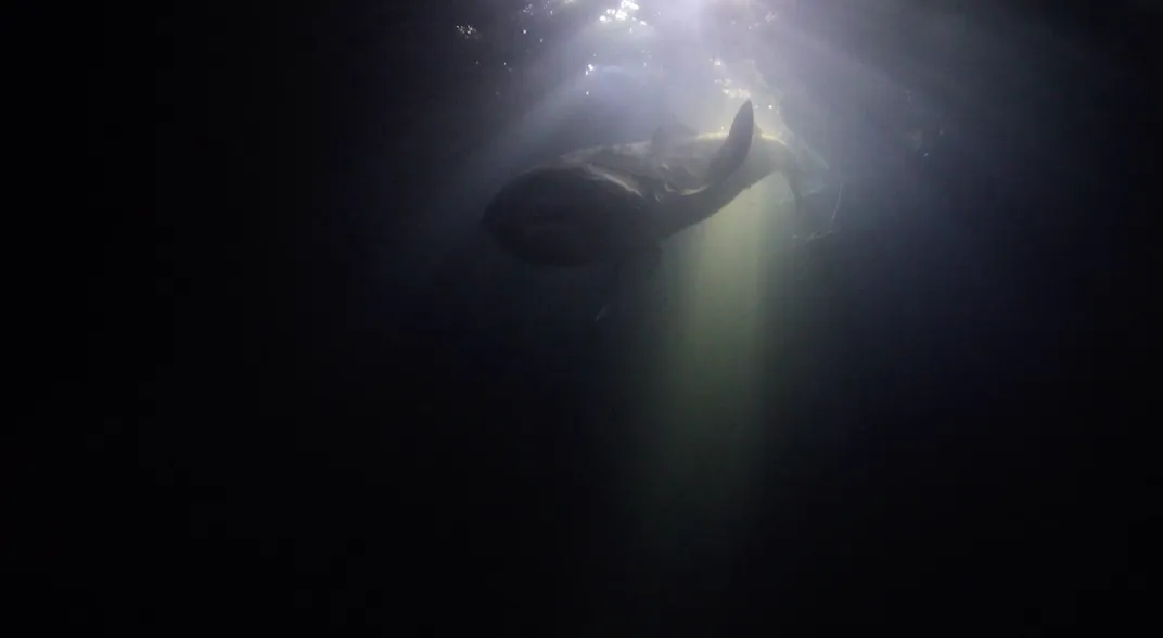 A view from below of a shark swimming in darks water.