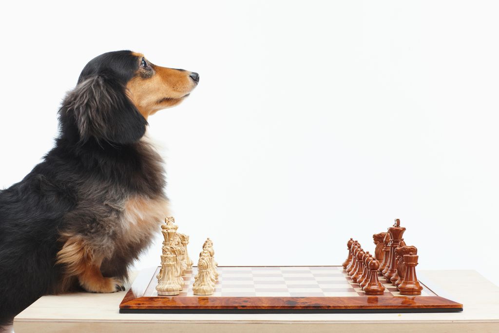 11_10_2014_chess2.jpg