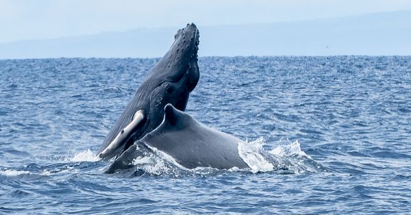 Humpback whale calf breaching next to mom thumbnail