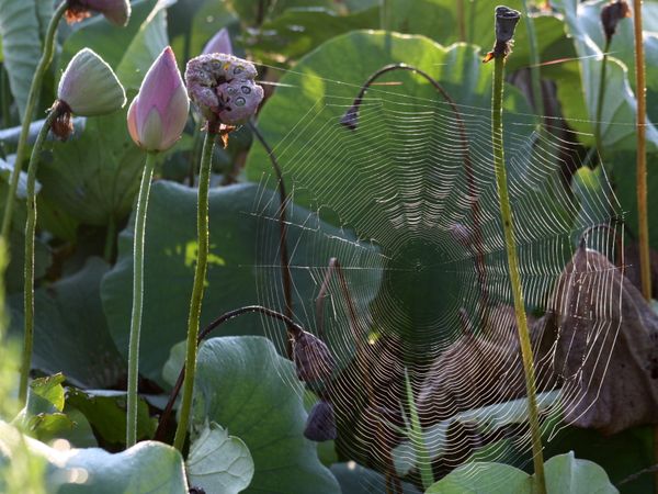Spider web among lotuses thumbnail