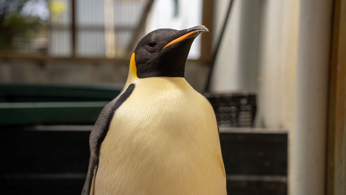 Surfer Spots an Emperor Penguin on a Beach in Australia, Thousands of