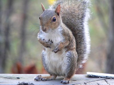 Squirrels readily resumed normal activities such as foraging after hearing nearby birds' relaxed chatter